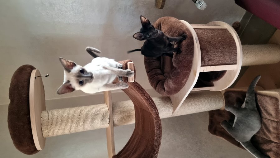 Cleos Kitten zur Vermittlung Siamkitten und Orientalisch Kurzhaar